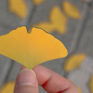 Kép 4/5 - gingko mágnes közelről