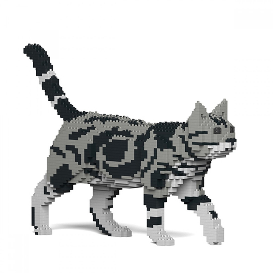 JEKCA - Sétáló Amerikai rövidszőrű macska 