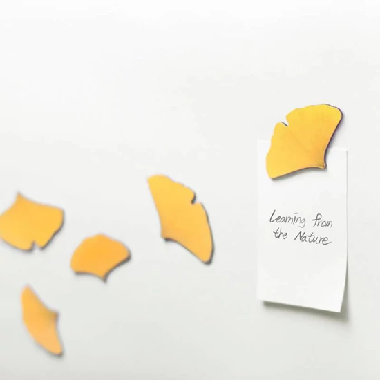gingko mágnes